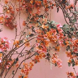 免费看裸体美人
